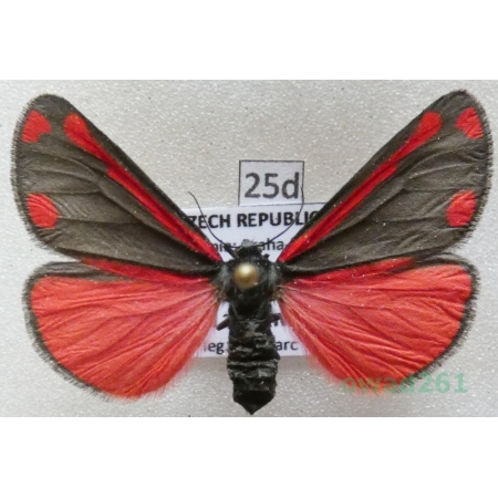 Tyria jacobaeae (Linnaeus, 1758) Czech25d